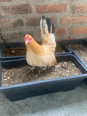 Japanese Bantam