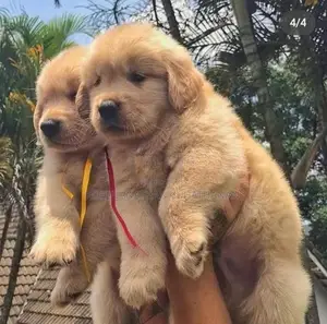 Golden Retriever Puppy