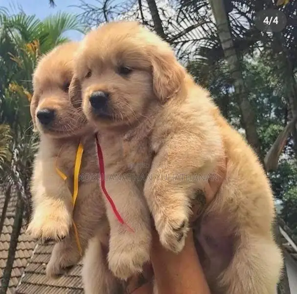 Golden Retriever Puppy