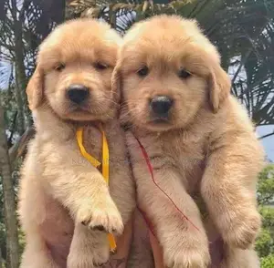 Golden Retriever Puppy