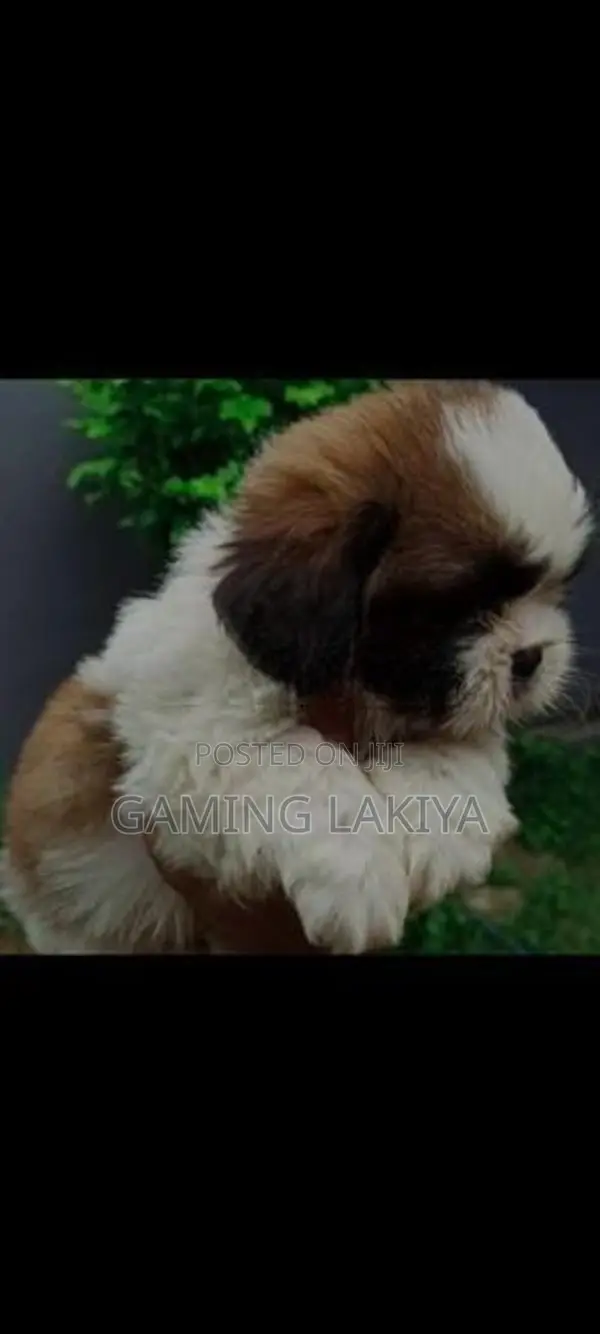 Shih Tzu Puppies