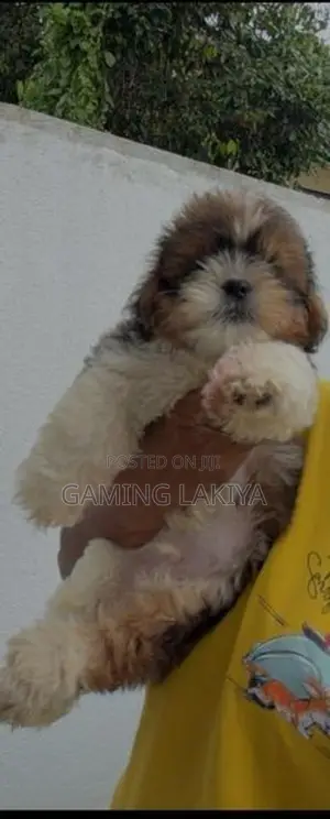 Shih Tzu Puppies