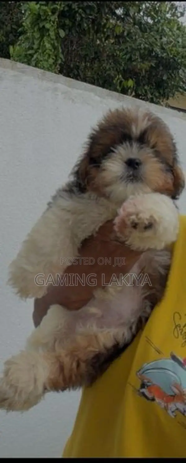 Shih Tzu Puppies