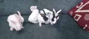 Rabbits