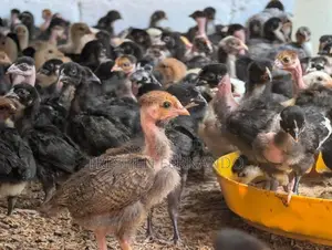 Country Chicks