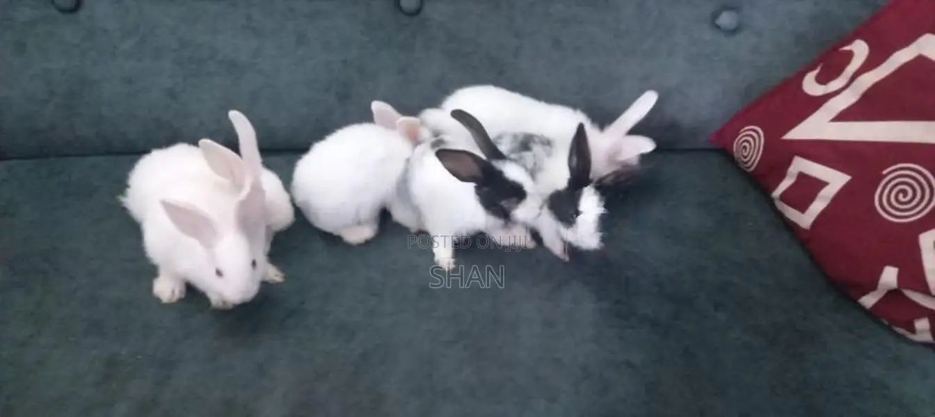 Rabbits