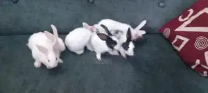 Rabbits