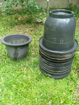 ඇන්තූරියම් පෝච්චි