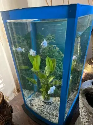 Curve Glass Fish Tank