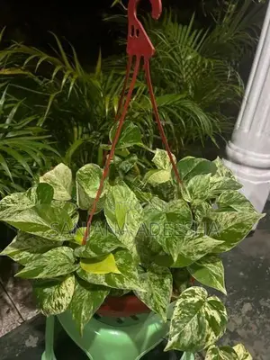 Plants Lot