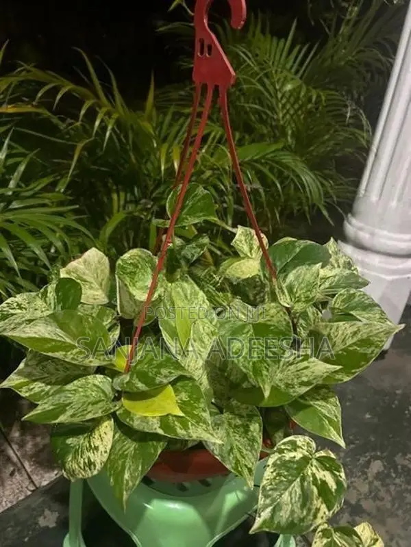 Plants Lot