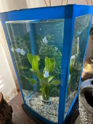 Curve Glass Fish Tank