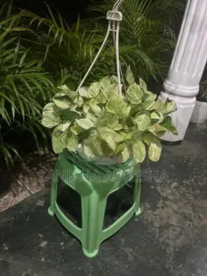 Plants Lot