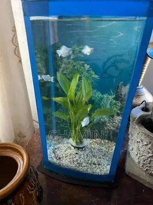 Curve Glass Fish Tank