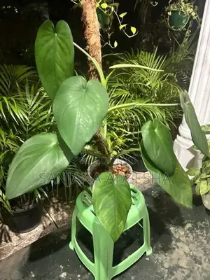 Plants Lot