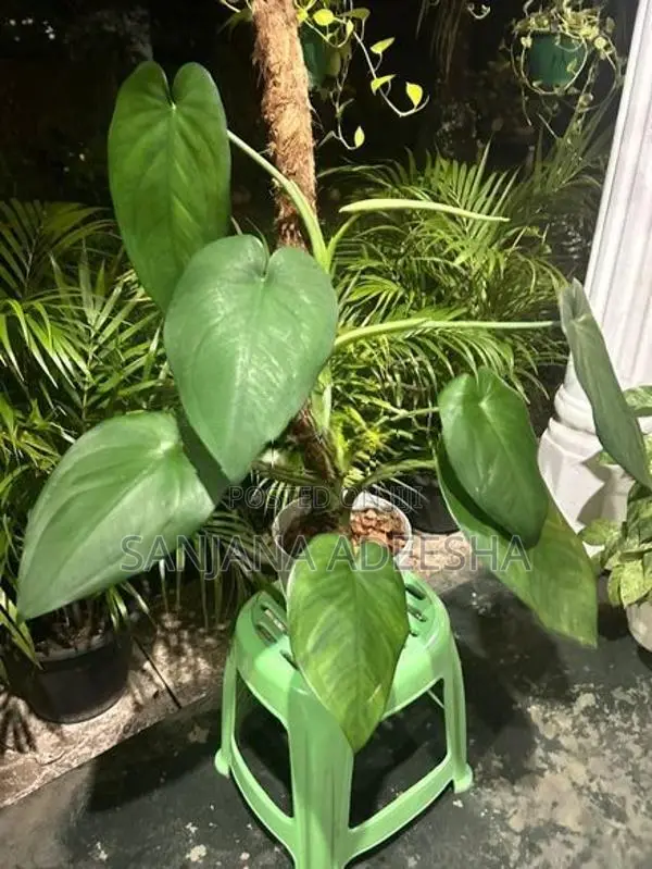 Plants Lot
