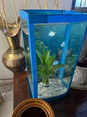 Curve Glass Fish Tank
