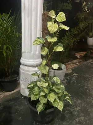Plants Lot