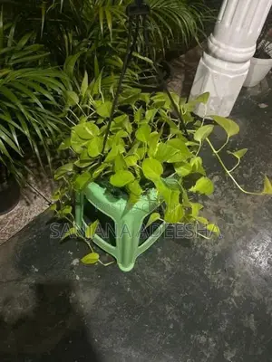 Plants Lot