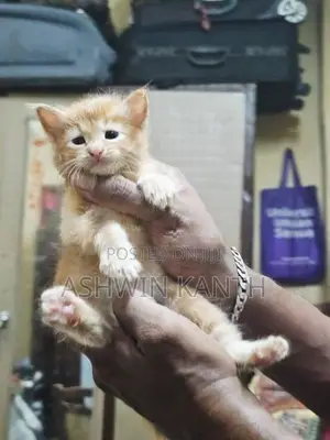 Ginger Persian Kitten