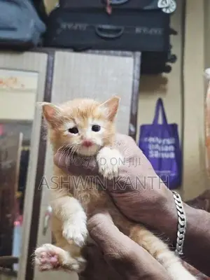 Ginger Persian Kitten