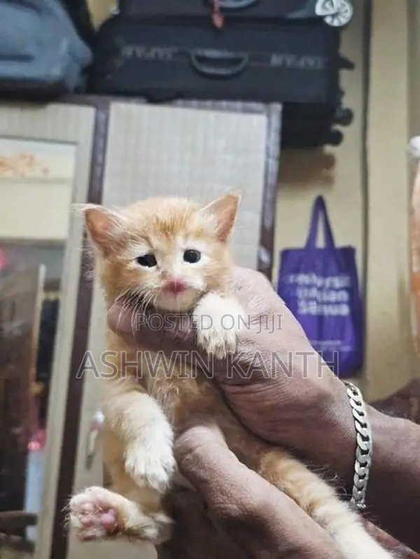 Ginger Persian Kitten