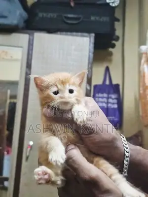 Ginger Persian Kitten