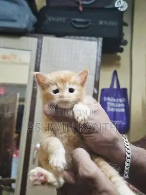 Ginger Persian Kitten