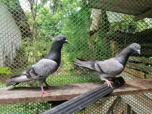 Pigeons