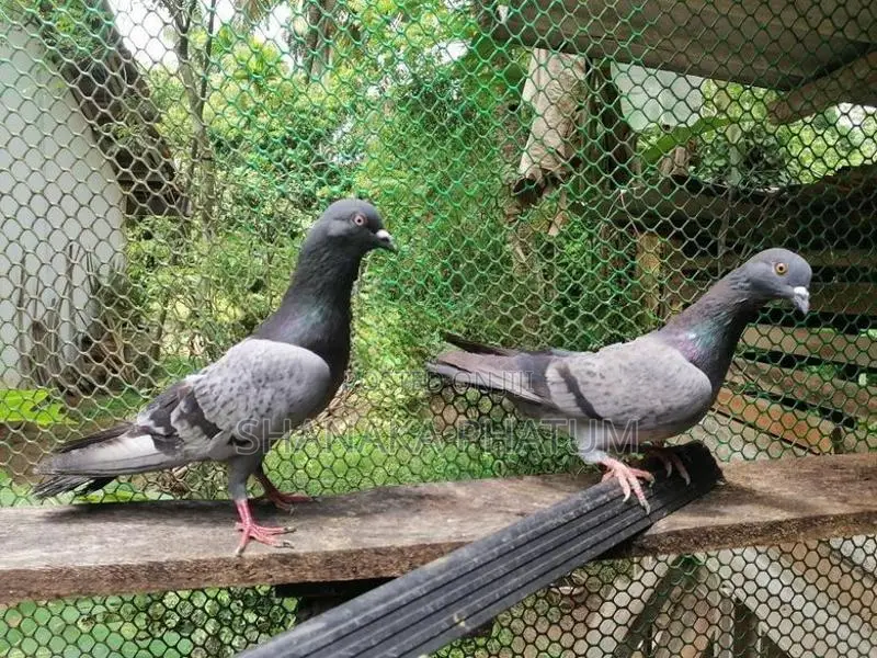 Pigeons