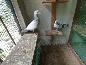 Pigeons