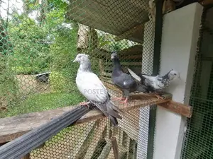 Pigeons