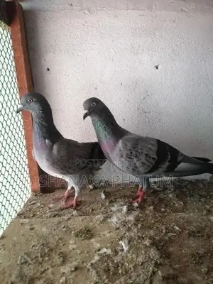 Pigeons