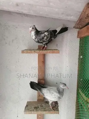 Pigeons