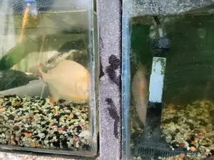 Fago Fish