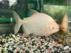 Fago Fish