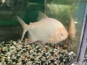 Fago Fish