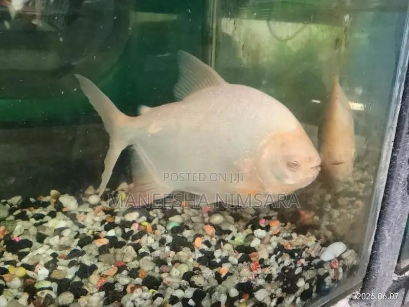 Fago Fish