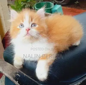 Persian Cat