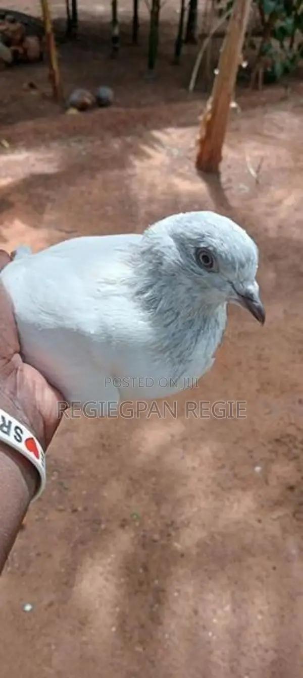 Pigeon