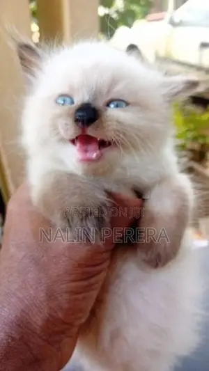 Persian Cat