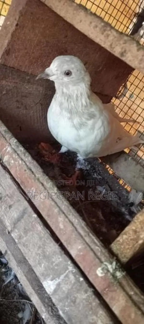 Pigeon