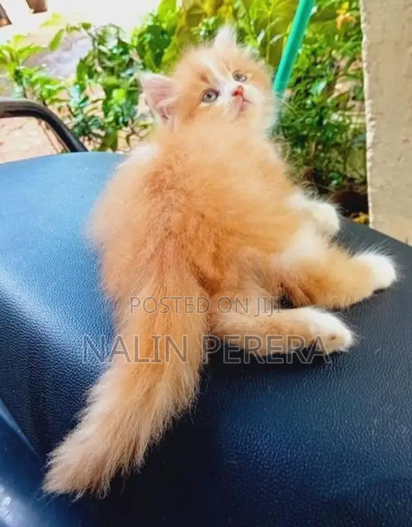 Persian Cat