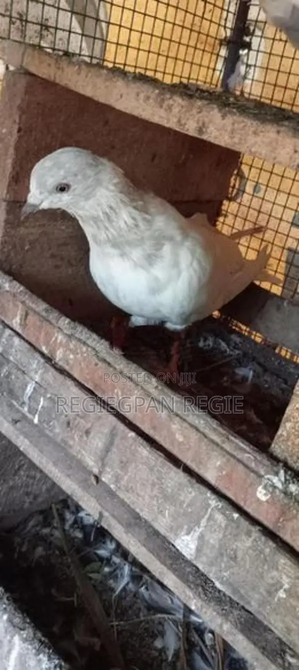 Pigeon
