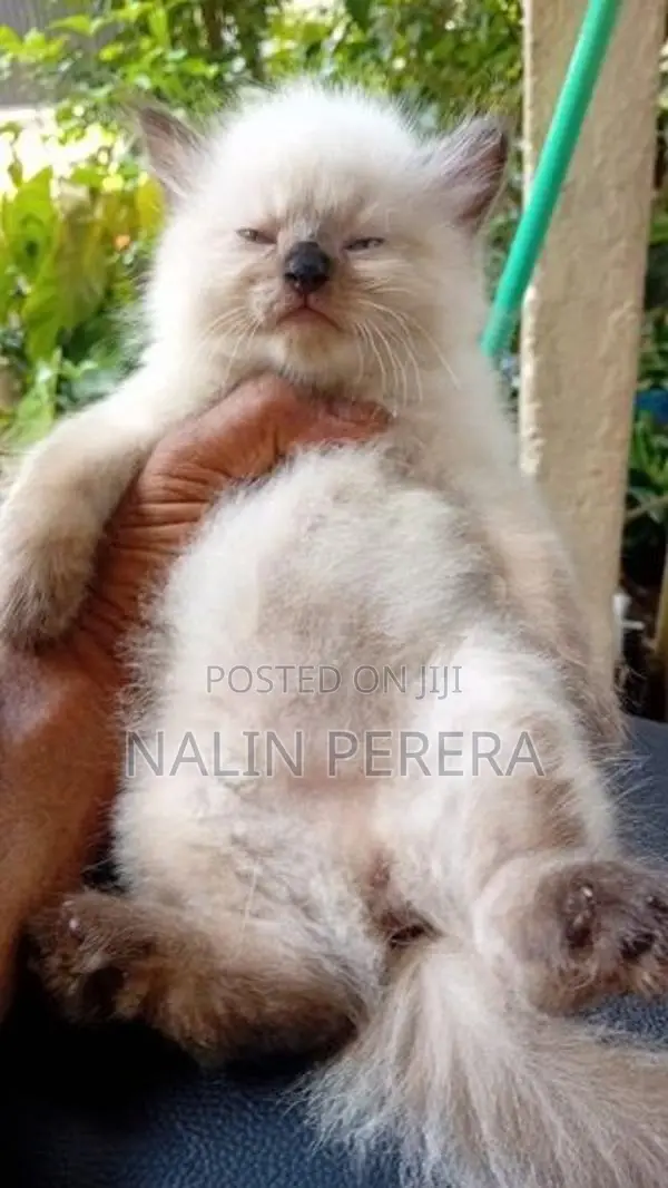 Persian Cat