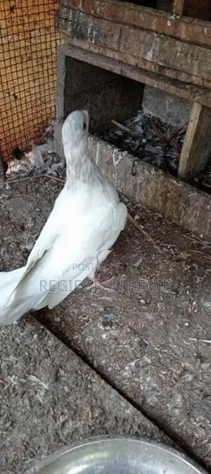 Pigeon