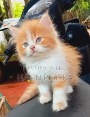 Persian Cat