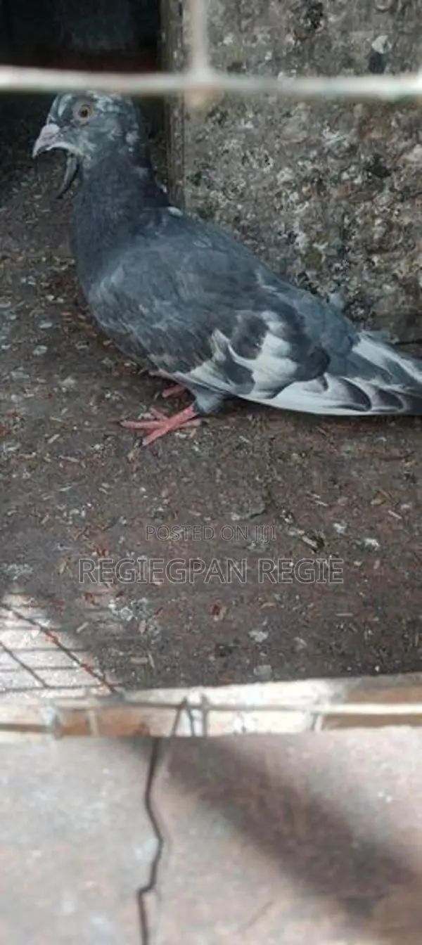 Pigeon