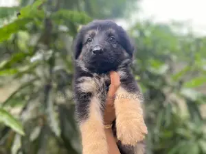 German Shepherd Puppy