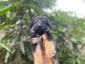 German Shepherd Puppy